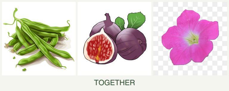 Can you plant beans, figs and petunias together?