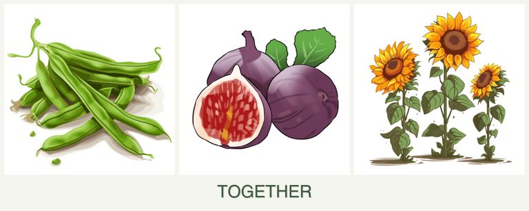 Can you plant beans, figs and sunflowers together?