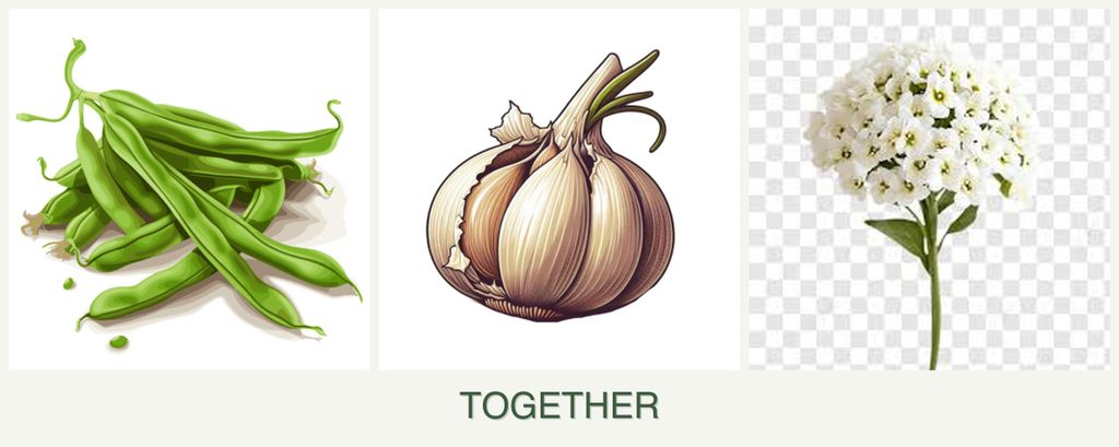 Can you plant beans, garlic and alyssum together?