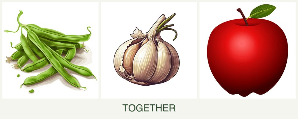 Can you plant beans, garlic and apples together?
