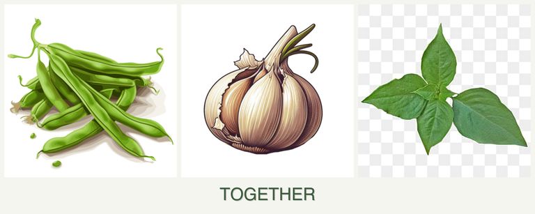 Can you plant beans, garlic and basil together?