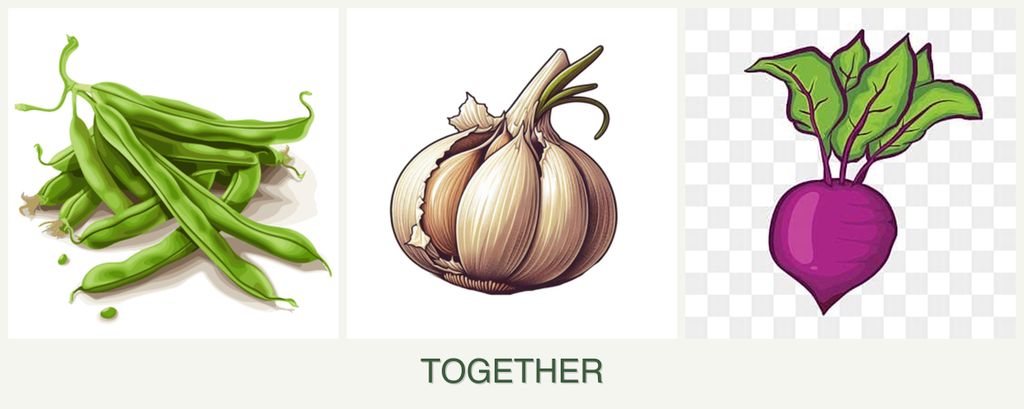 Can you plant beans, garlic and beets together?