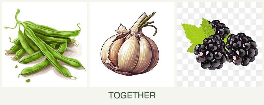 Can you plant beans, garlic and blackberries together?