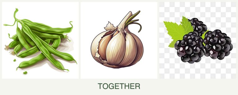 Can you plant beans, garlic and blackberries together?
