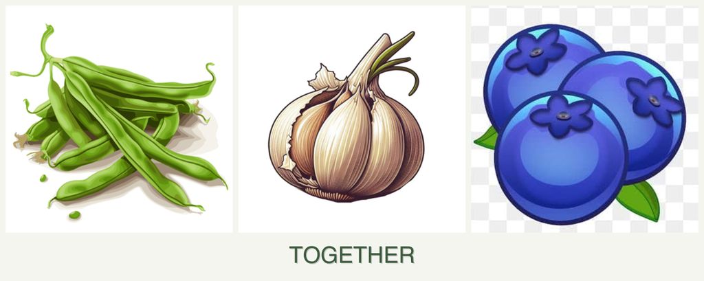 Can you plant beans, garlic and blueberries together?