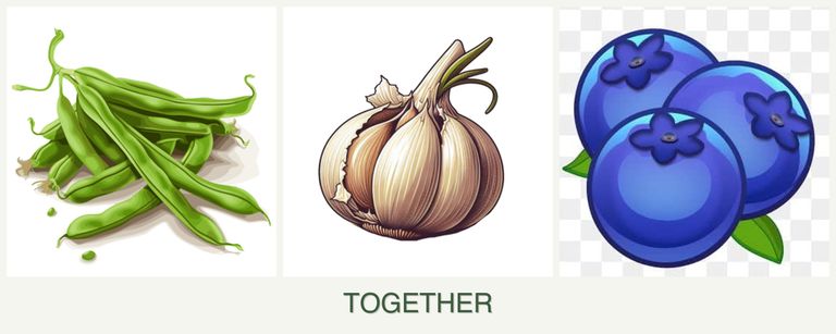 Can you plant beans, garlic and blueberries together?