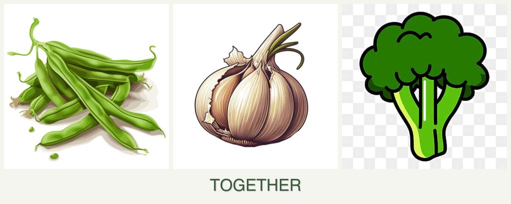 Can you plant beans, garlic and broccoli together?