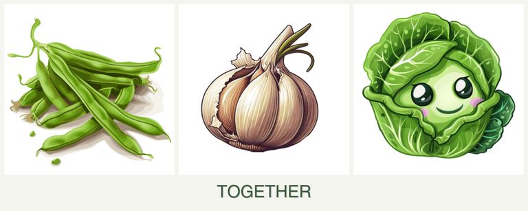 Can you plant beans, garlic and cabbage together?
