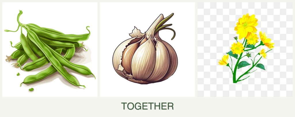 Can you plant beans, garlic and calendula together?
