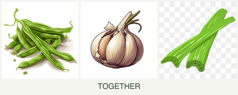 Can you plant beans, garlic and celery together?