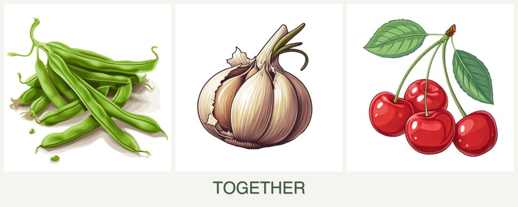 Can you plant beans, garlic and cherries together?