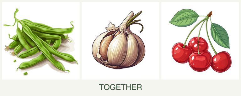 Can you plant beans, garlic and cherries together?