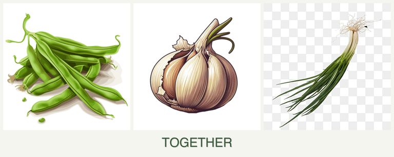 Can you plant beans, garlic and chives together?