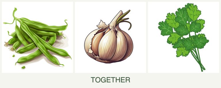 Can you plant beans, garlic and cilantro together?