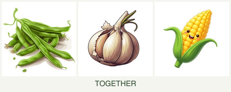 Can you plant beans, garlic and corn together?