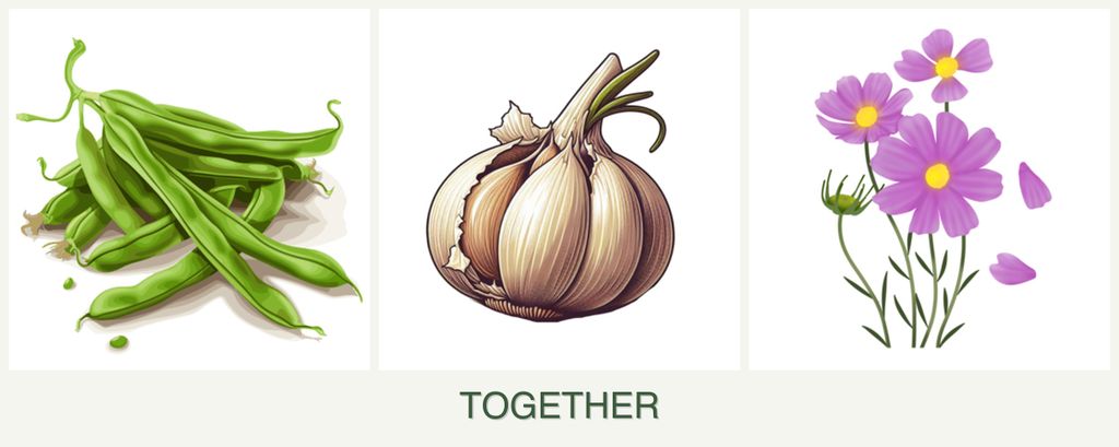 Can you plant beans, garlic and cosmos together?