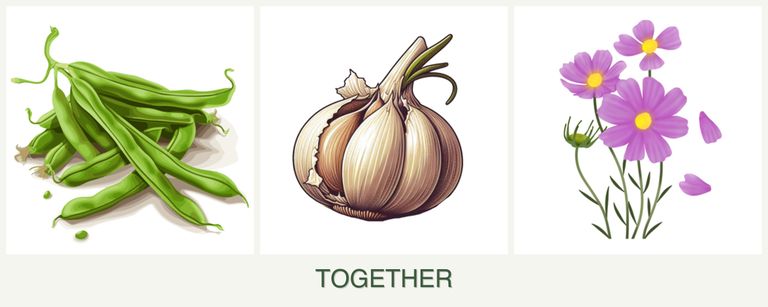 Can you plant beans, garlic and cosmos together?