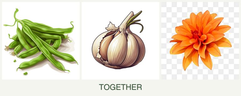 Can you plant beans, garlic and dahlias together?