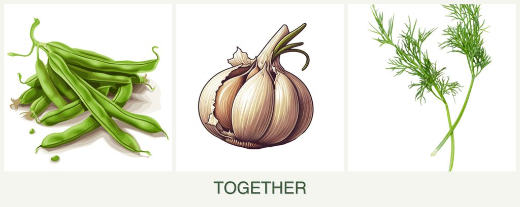 Can you plant beans, garlic and dill together?