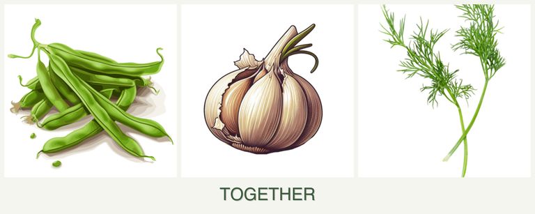 Can you plant beans, garlic and dill together?