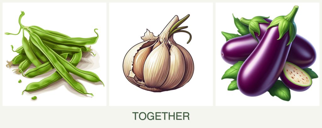 Can you plant beans, garlic and eggplant together?