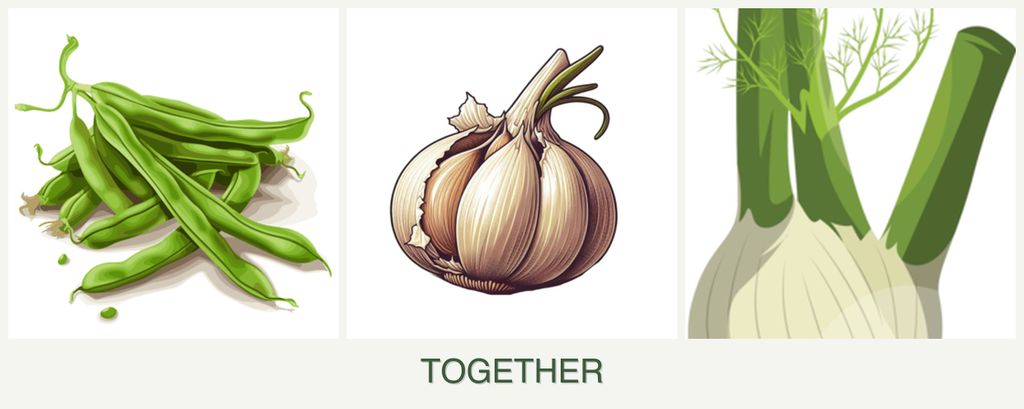 Can you plant beans, garlic and fennel together?