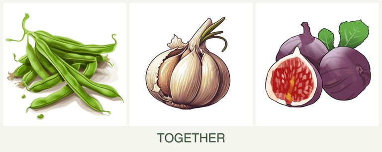 Can you plant beans, garlic and figs together?