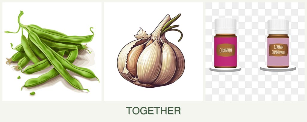 Can you plant beans, garlic and geraniums together?