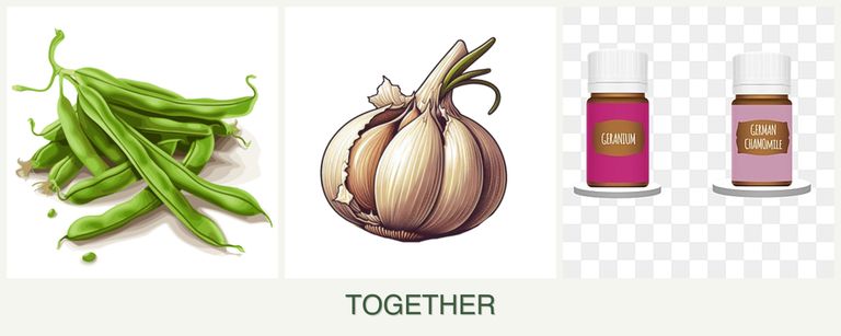 Can you plant beans, garlic and geraniums together?