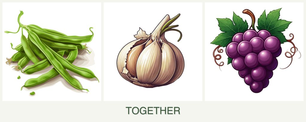 Can you plant beans, garlic and grapes together?