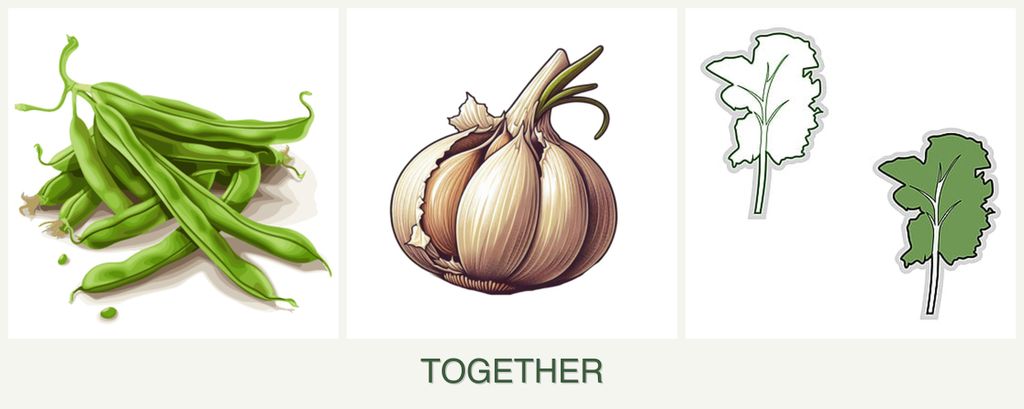 Can you plant beans, garlic and kale together?