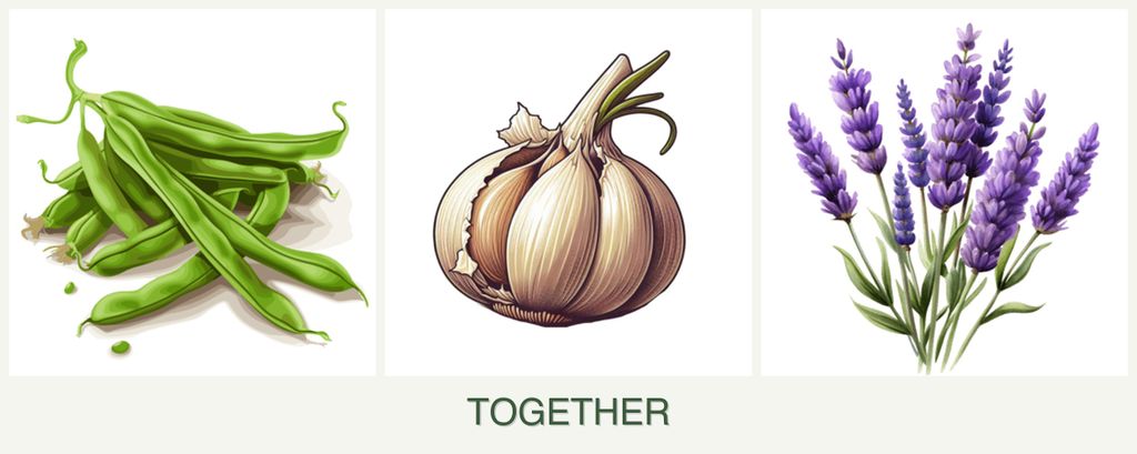 Can you plant beans, garlic and lavender together?