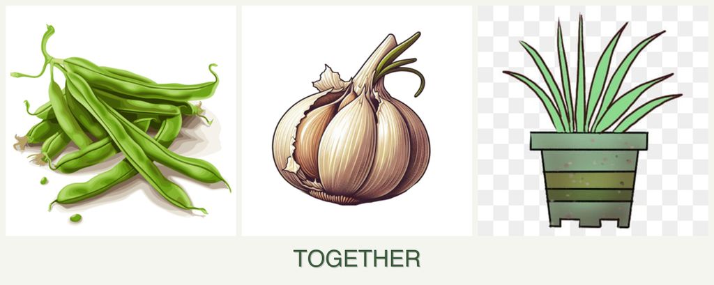Can you plant beans, garlic and lemongrass together?