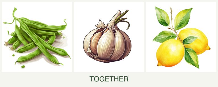 Can you plant beans, garlic and lemons together?