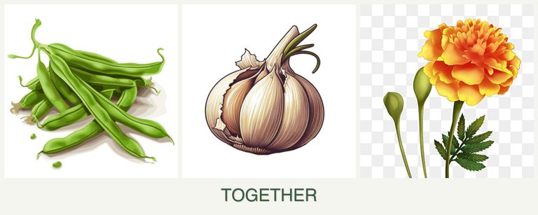 Can you plant beans, garlic and marigolds together?