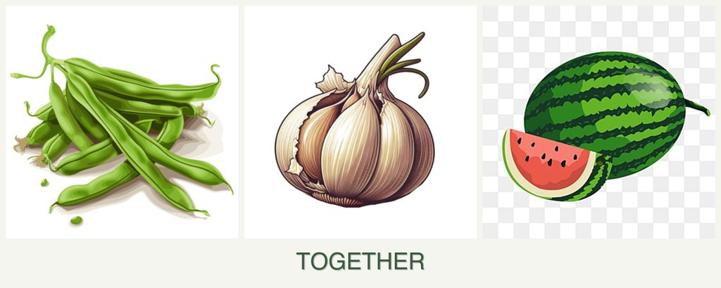 Can you plant beans, garlic and melons together?