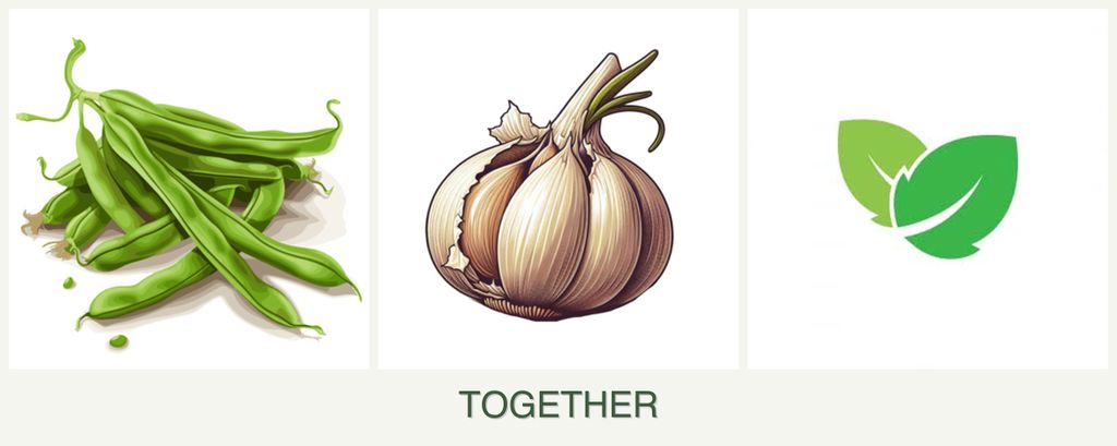 Can you plant beans, garlic and mint together?