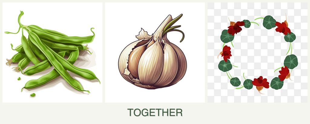 Can you plant beans, garlic and nasturtiums together?
