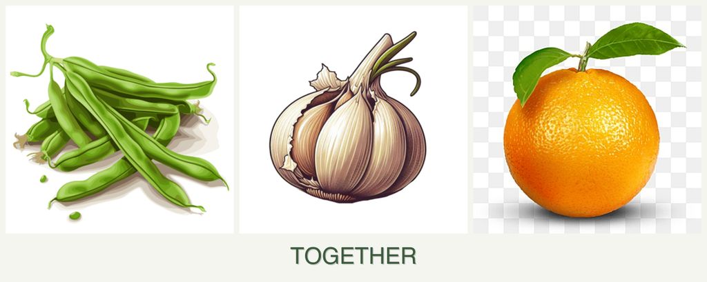 Can you plant beans, garlic and oranges together?