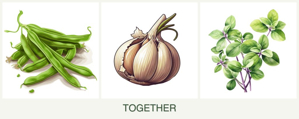 Can you plant beans, garlic and oregano together?