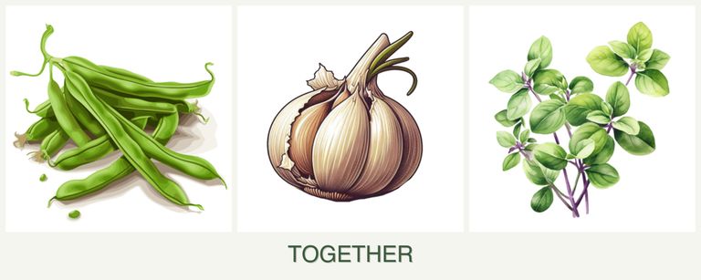 Can you plant beans, garlic and oregano together?