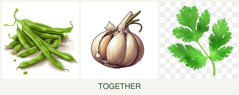 Can you plant beans, garlic and parsley together?
