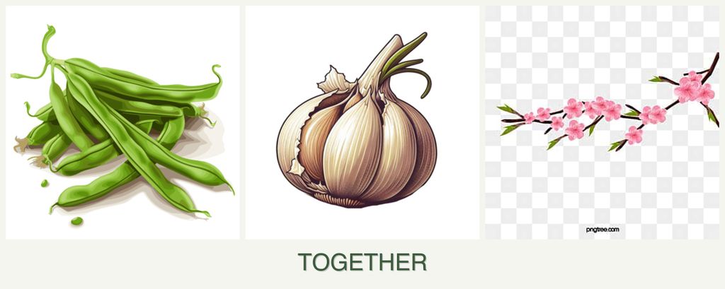 Can you plant beans, garlic and peaches together?
