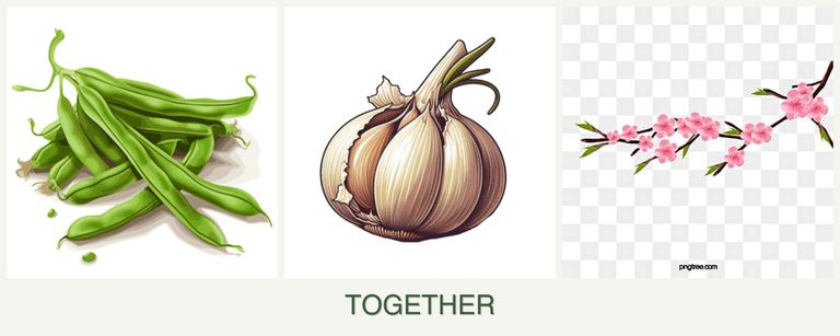 Can you plant beans, garlic and peaches together?