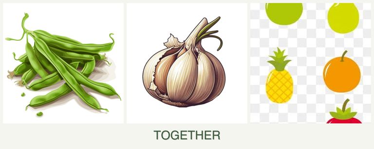 Can you plant beans, garlic and pears together?
