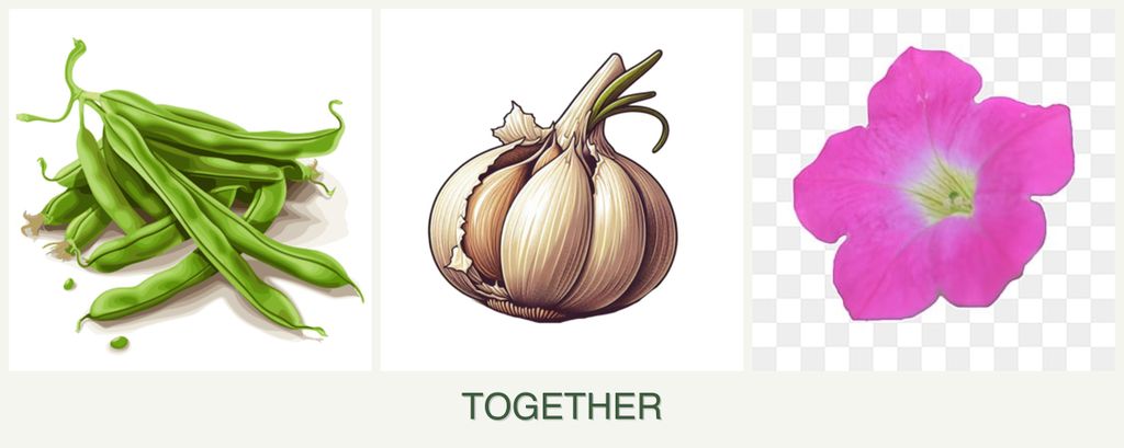 Can you plant beans, garlic and petunias together?