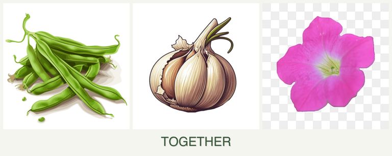 Can you plant beans, garlic and petunias together?