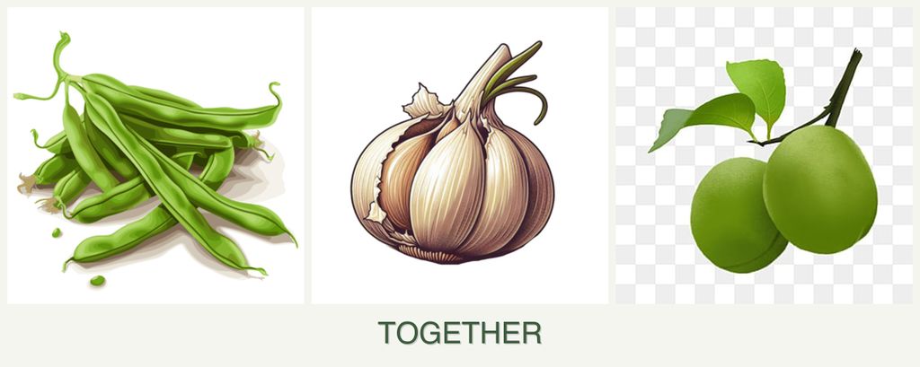 Can you plant beans, garlic and plums together?