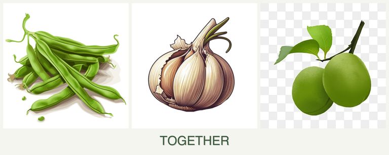 Can you plant beans, garlic and plums together?