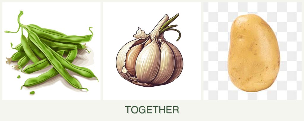 Can you plant beans, garlic and potatoes together?